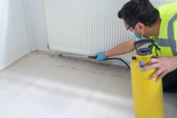 Best Wasp Removal Services  in Heidelberg, PA